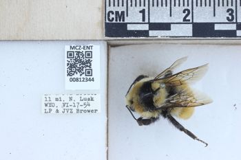Media type: image;   Entomology 812344 Description: Specimen documentation photo of labelsfrom specimen MCZ:Ent:812344, captured on2025-04-03;  Aspect: labels